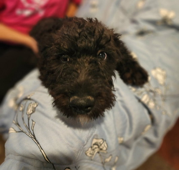 Daffodil - ADOPTION IN PROCESS