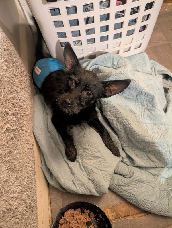 FOSTER ME - Zorro