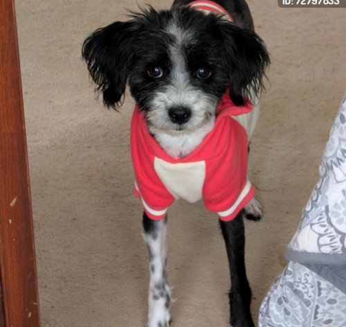 Spike, an adoptable Havanese in Grafton, WI