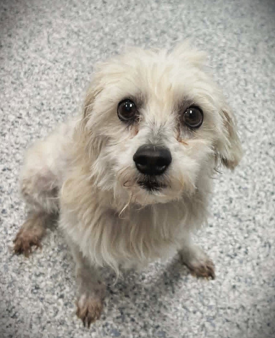 Chomper - ADOPTION IN PROCESS