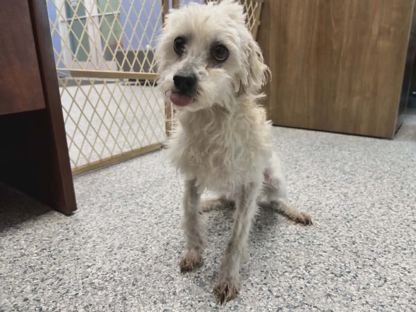 Chomper - ADOPTION IN PROCESS