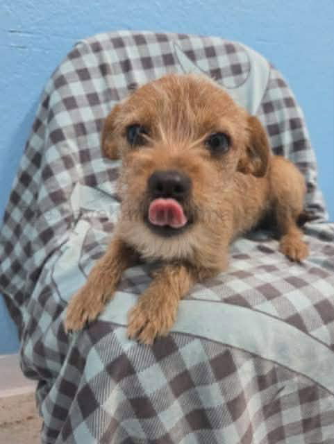 Jill - ADOPTION IN PROCESS