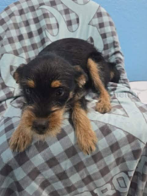 Sabrina - ADOPTION IN PROCESS