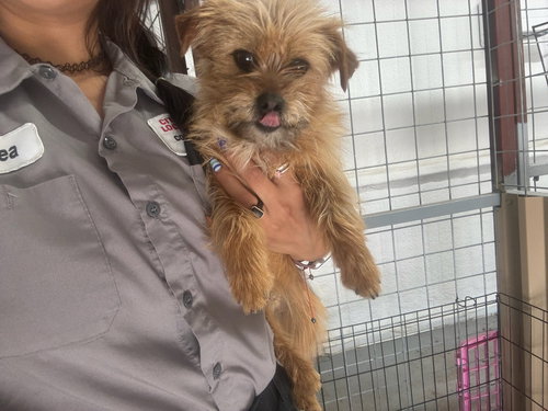 Tate - ADOPTION IN PROCESS