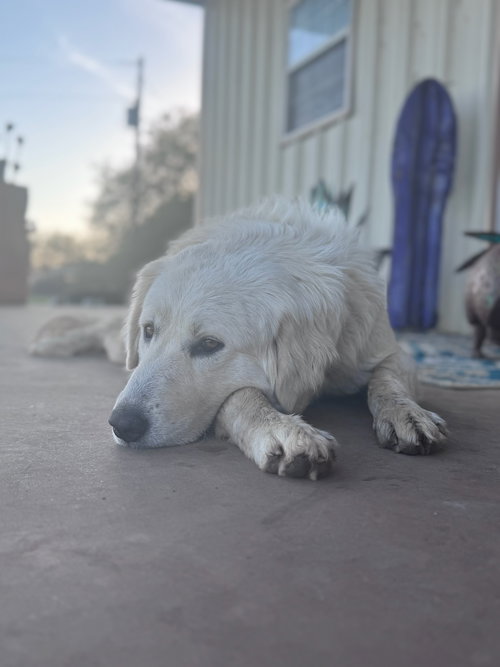 Dolly - ADOPTION IN PROCESS