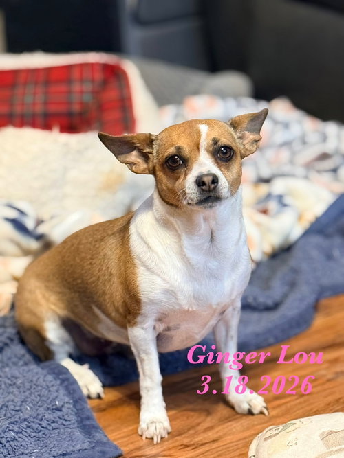 Ginger Lou - ADOPTION IN PROCESS