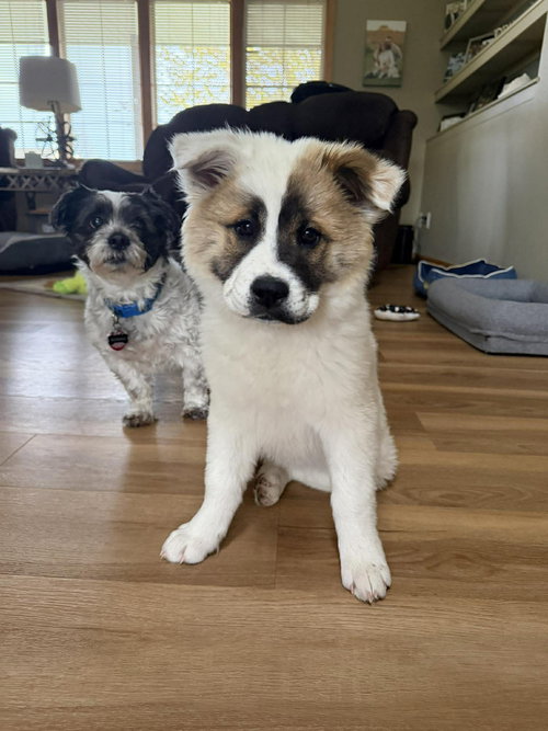Marty, an adoptable Chow Chow in Grafton, WI