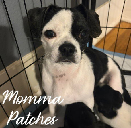 Momma Patches - ADOPTION IN PROCESS, an adoptable Boston Terrier in Grafton, WI