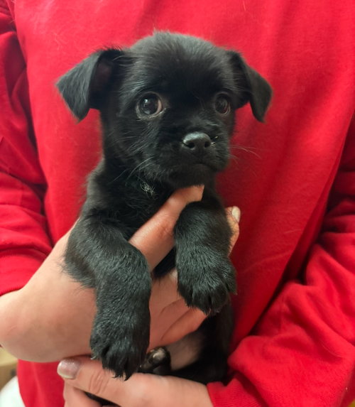Domino, an adoptable Boston Terrier in Grafton, WI