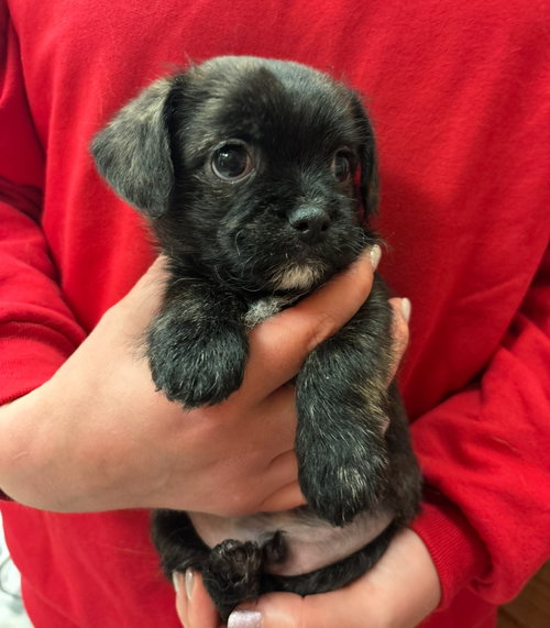Tux - ADOPTION IN PROCESS, an adoptable Boston Terrier in Grafton, WI