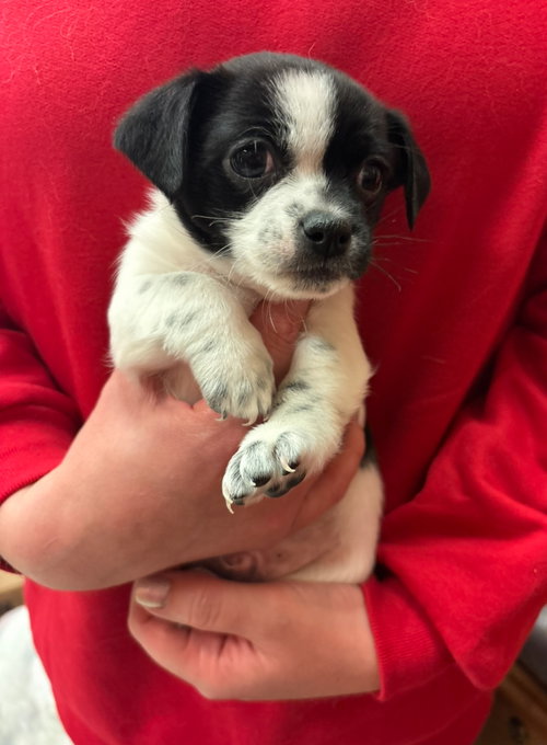 Panda - ADOPTION IN PROCESS, an adoptable Boston Terrier in Grafton, WI