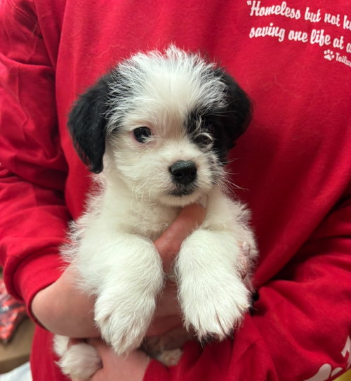 Oreo, an adoptable Boston Terrier in Grafton, WI