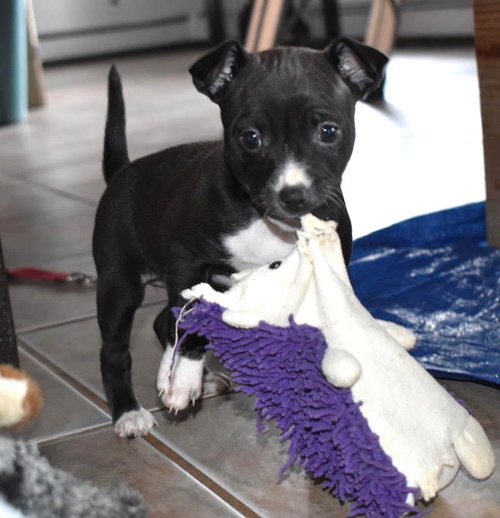 Cherry, an adoptable Chihuahua in Grafton, WI