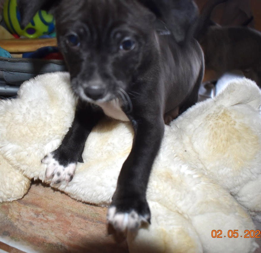 Plum