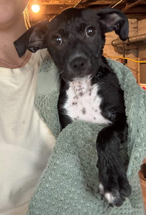 Plum, an adoptable Chihuahua in Grafton, WI