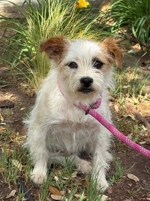 Millie - ADOPTION IN PROCESS, an adoptable Jack Russell Terrier in Grafton, WI