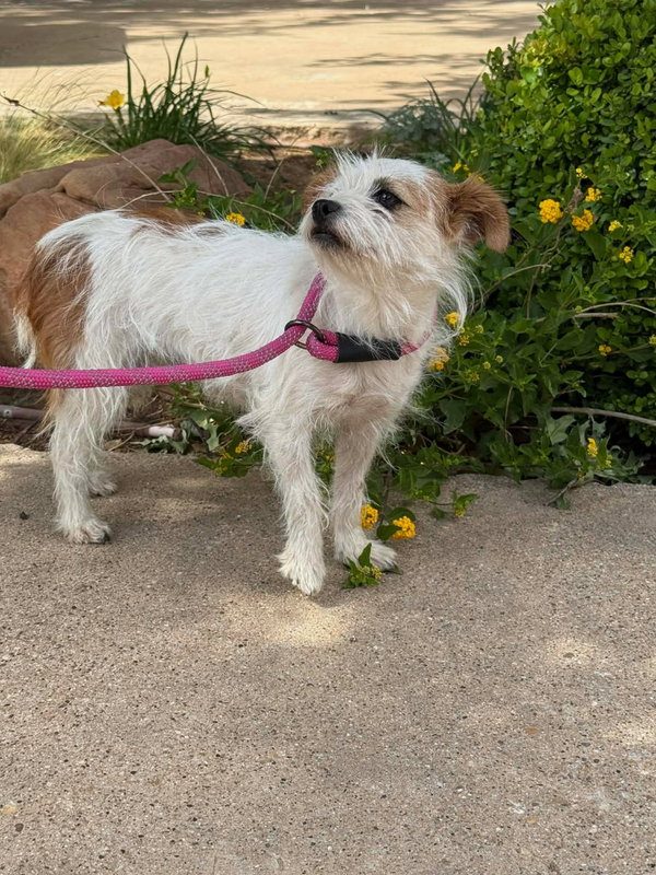 Millie - ADOPTION IN PROCESS