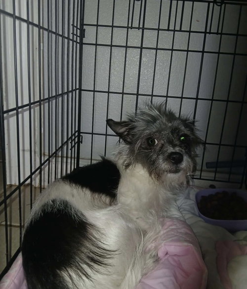Zoey - ADOPTION IN PROCESS, an adoptable Yorkshire Terrier Yorkie in Grafton, WI
