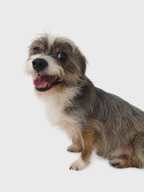 Jimmy, an adoptable Terrier in Grafton, WI