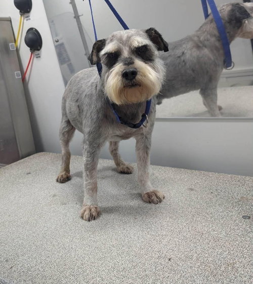 Benedict, an adoptable Miniature Schnauzer in Grafton, WI
