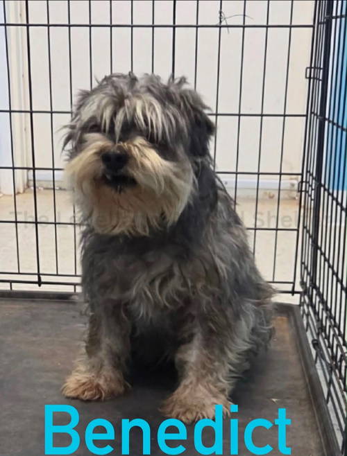 Benedict - ADOPTION IN PROCESS