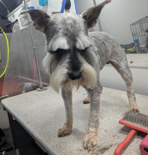 Lord Anthony, an adoptable Miniature Schnauzer in Grafton, WI