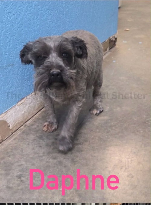 Daphne - ADOPTION IN PROCESS, an adoptable Miniature Schnauzer in Grafton, WI