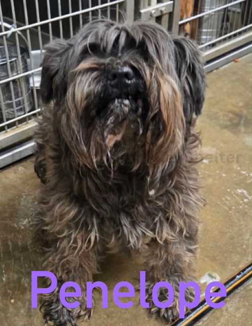 Penelope, an adoptable Miniature Schnauzer in Grafton, WI