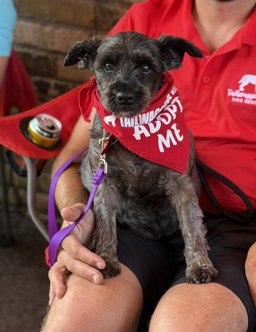 Penelope, an adoptable Miniature Schnauzer in Grafton, WI