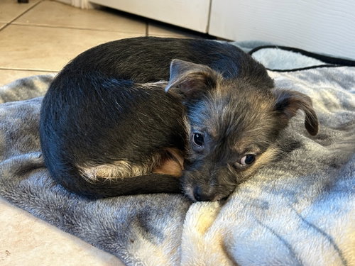 Ruby - ADOPTION IN PROCESS, an adoptable Terrier in Grafton, WI