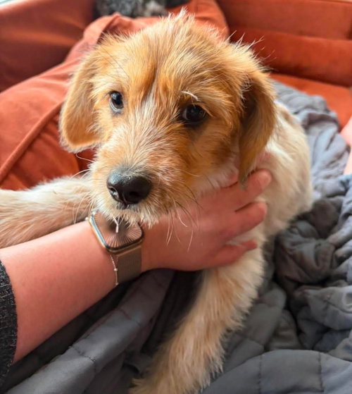 Louie - ADOPTION IN PROCESS