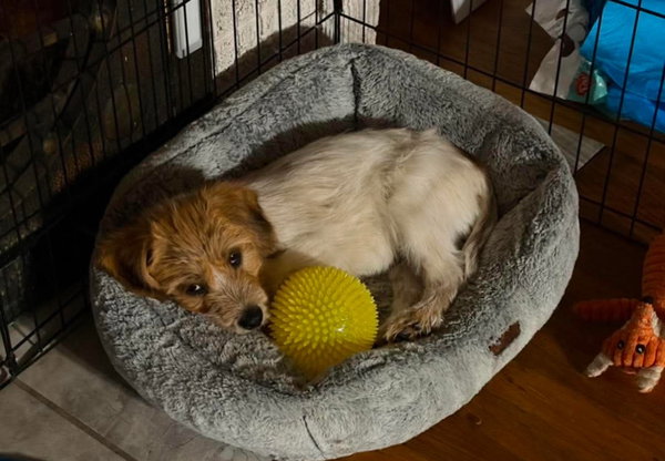 Louie - ADOPTION IN PROCESS
