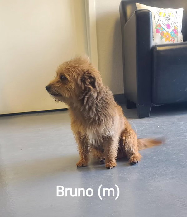 Bruno - ADOPTION IN PROCESS