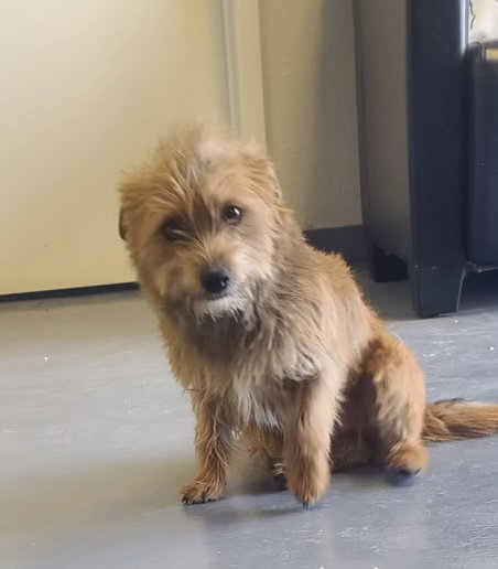 Bruno - ADOPTION IN PROCESS, an adoptable Terrier in Grafton, WI