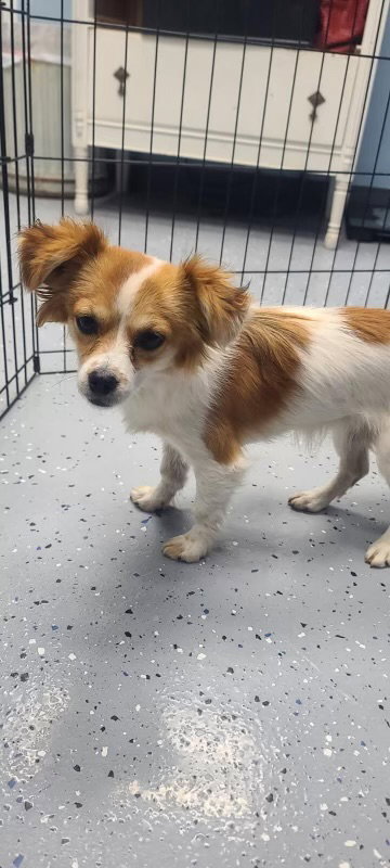 Shirley - ADOPTION IN PROCESS, an adoptable Terrier in Grafton, WI