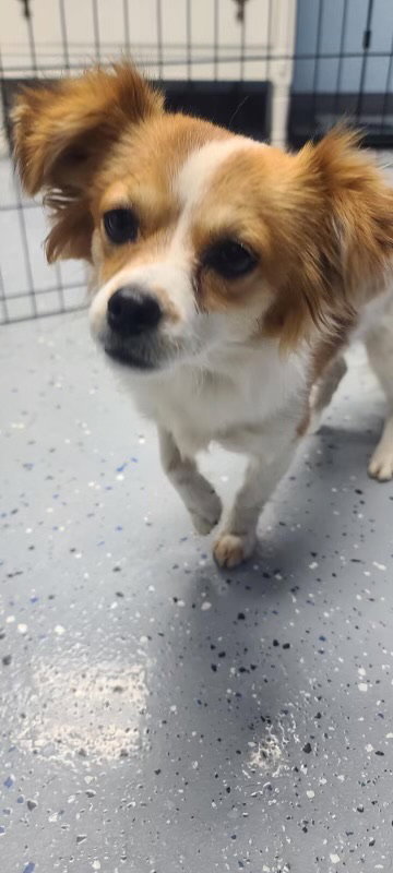Shirley - ADOPTION IN PROCESS
