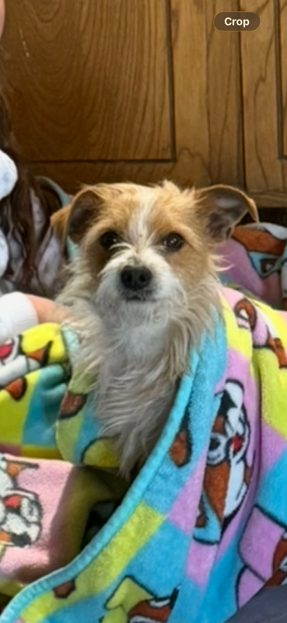 Macaroni - ADOPTION IN PROCESS