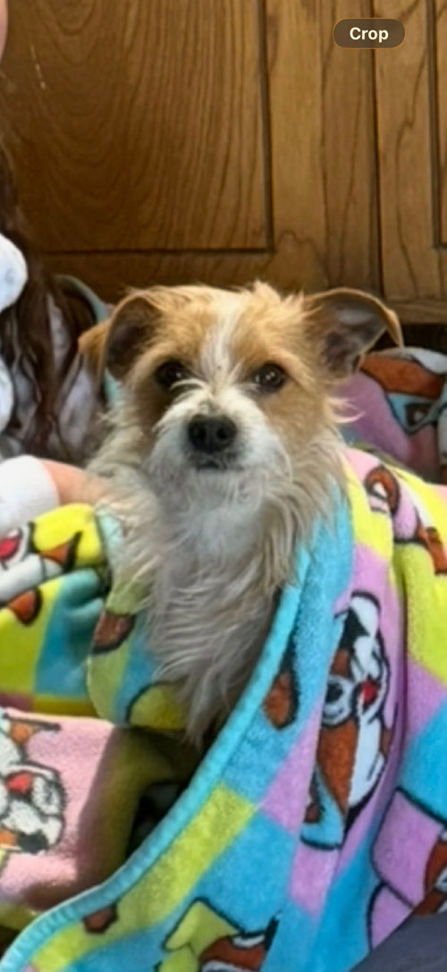 Macaroni - ADOPTION IN PROCESS, an adoptable Terrier in Grafton, WI