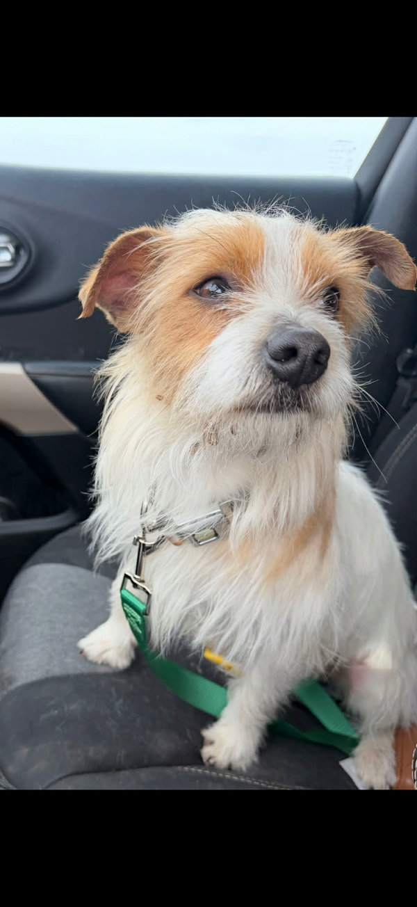 Macaroni - ADOPTION IN PROCESS