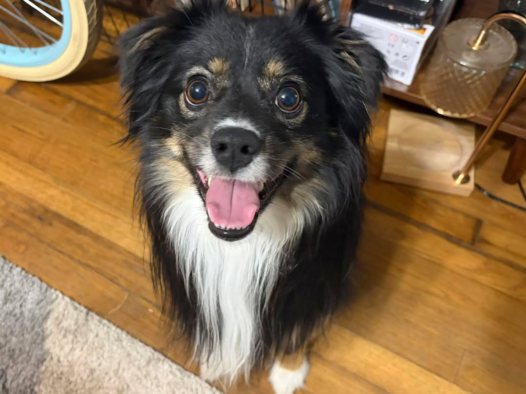 Earl - ADOPTION IN PROCESS
