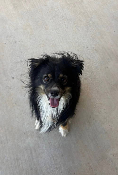 Earl - ADOPTION IN PROCESS
