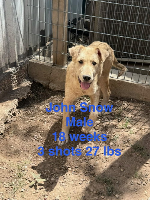 John Snow - ADOPTION IN PROCESS, an adoptable Collie in Grafton, WI
