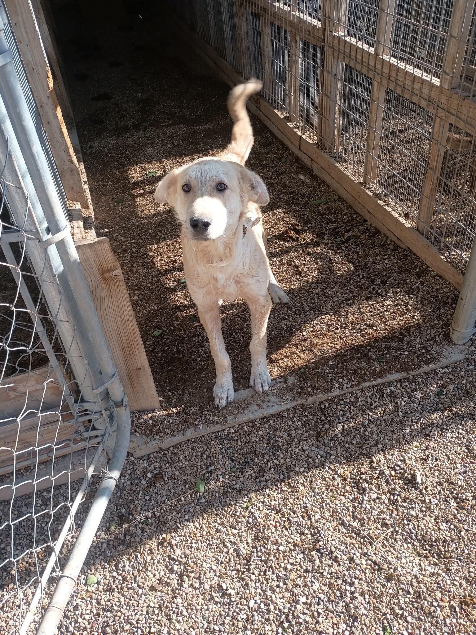 John Snow - ADOPTION IN PROCESS
