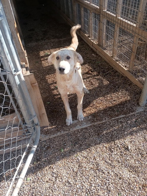 John Snow - ADOPTION IN PROCESS, an adoptable Collie in Grafton, WI