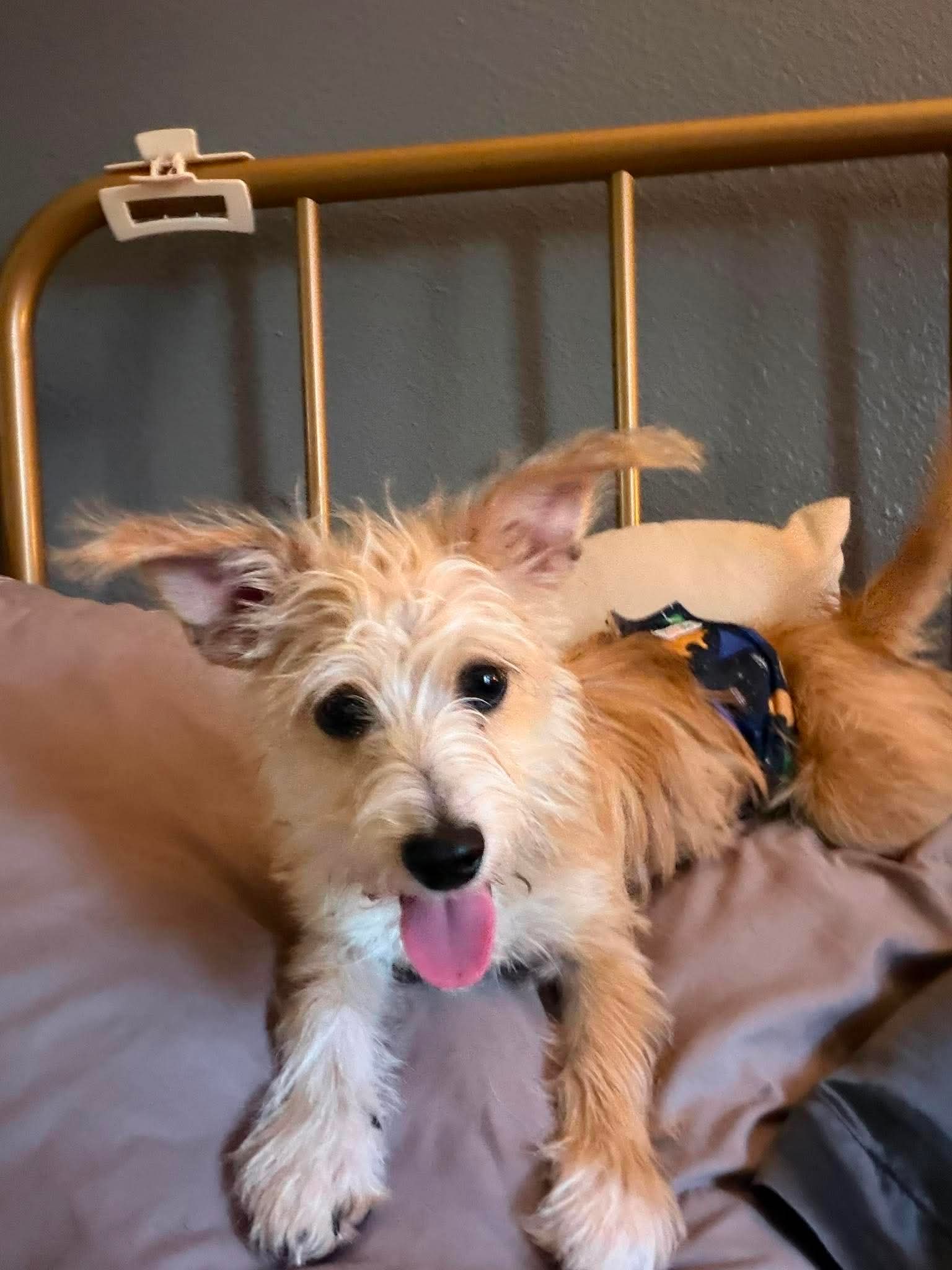 Dillon - ADOPTION IN PROCESS