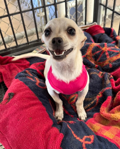 Bianca - ADOPTION IN PROCESS, an adoptable Chihuahua in Grafton, WI