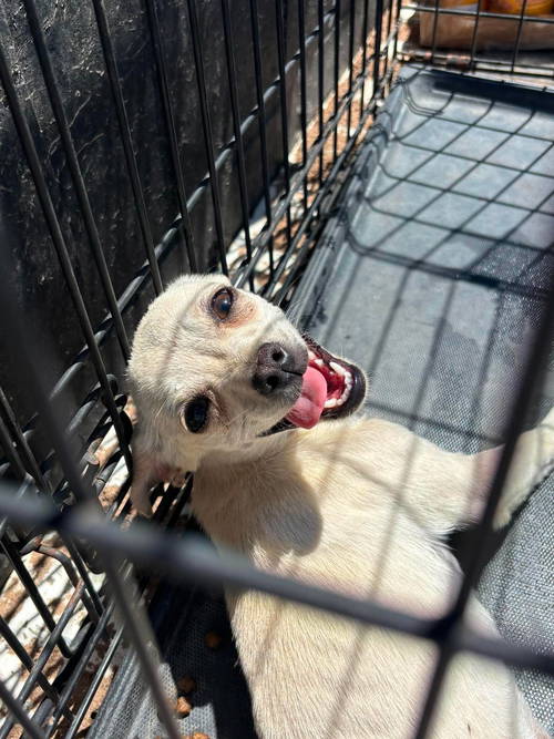 Bianca - ADOPTION IN PROCESS