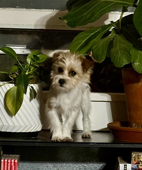 Togo - ADOPTION IN PROCESS, an adoptable Terrier in Grafton, WI
