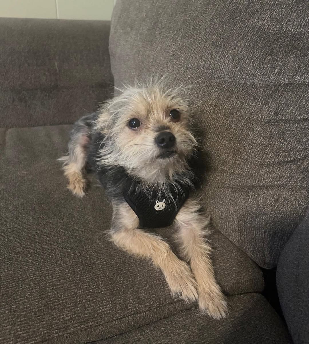 Charlie - ADOPTION IN PROCESS