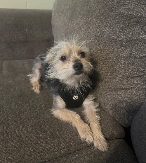 Charlie - ADOPTION IN PROCESS, an adoptable Yorkshire Terrier Yorkie in Grafton, WI